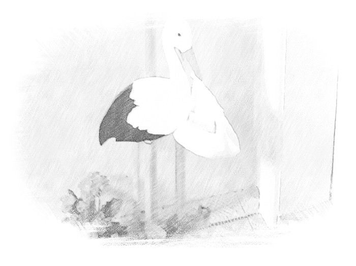 Babiška oskrba po porodu doma